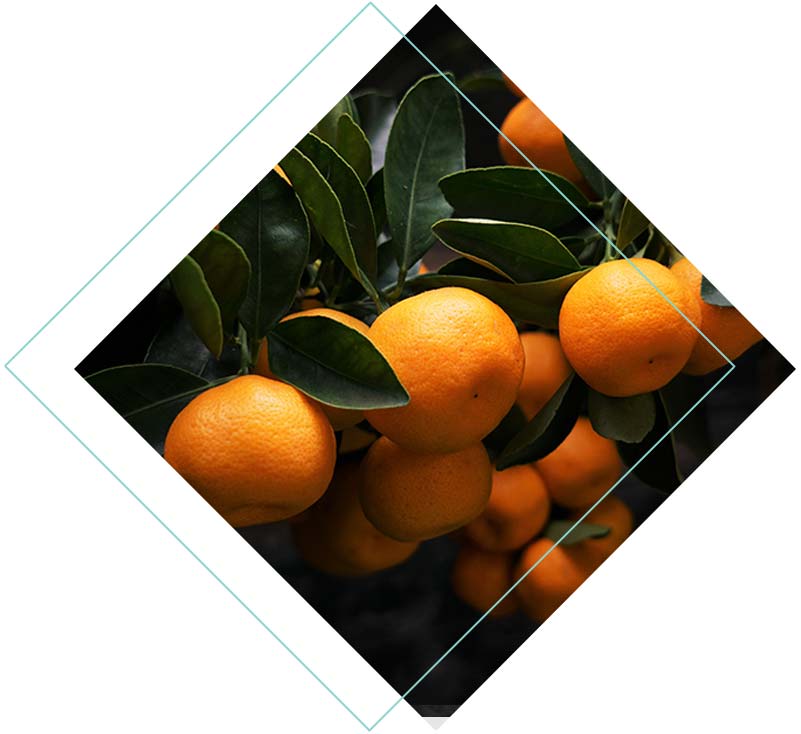 Clifton Gin Flavour